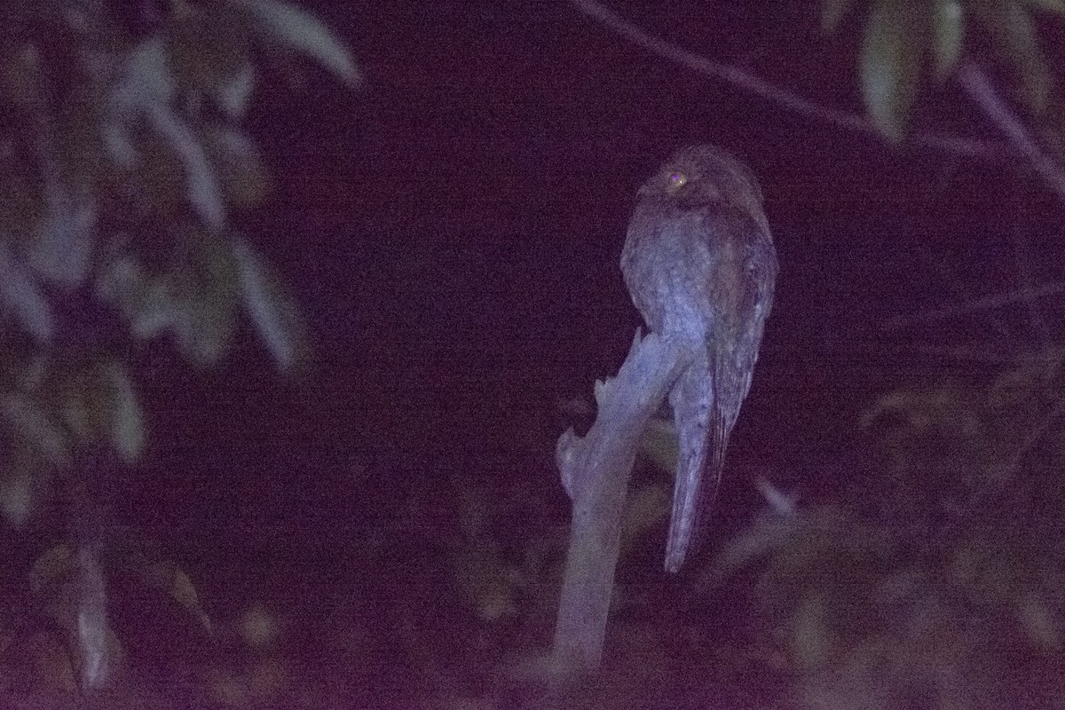 Northern Potoo - ML614740509