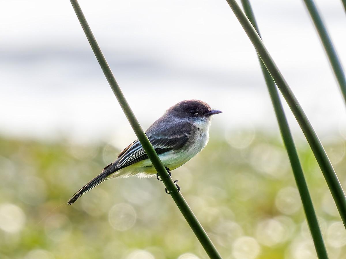 Eastern Phoebe - ML614740512