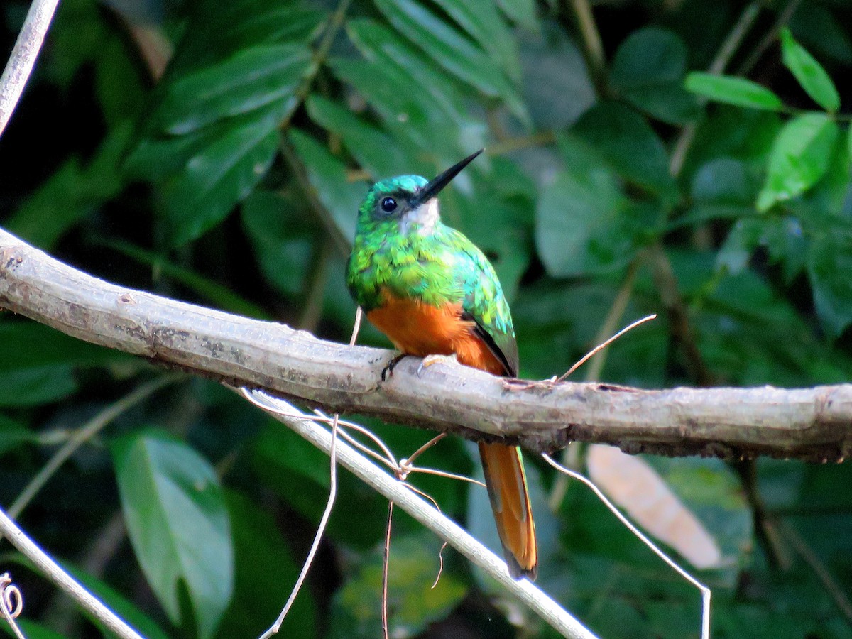 Bluish-fronted Jacamar - ML614740514