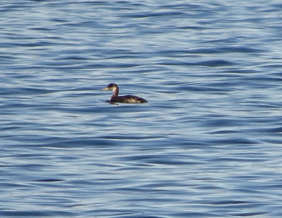 Red-necked Grebe - Iain MacLeod