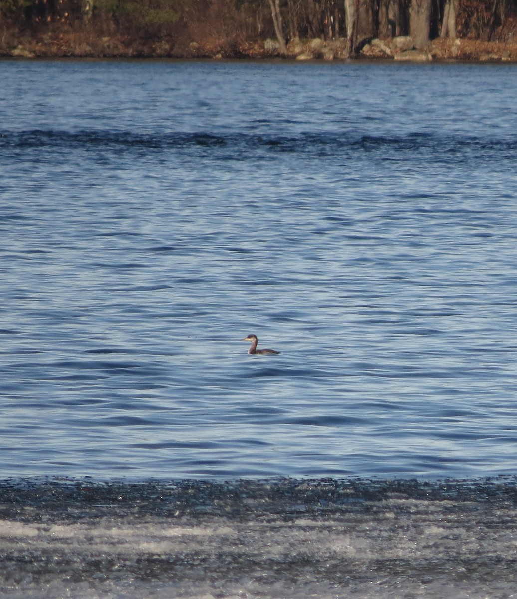 Red-necked Grebe - Iain MacLeod