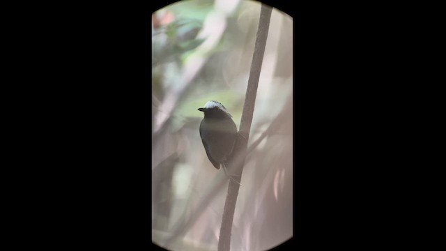 White-browed Antbird - ML614740589