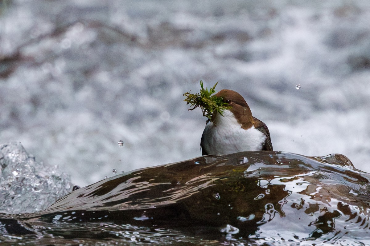 White-throated Dipper - Lutz Duerselen