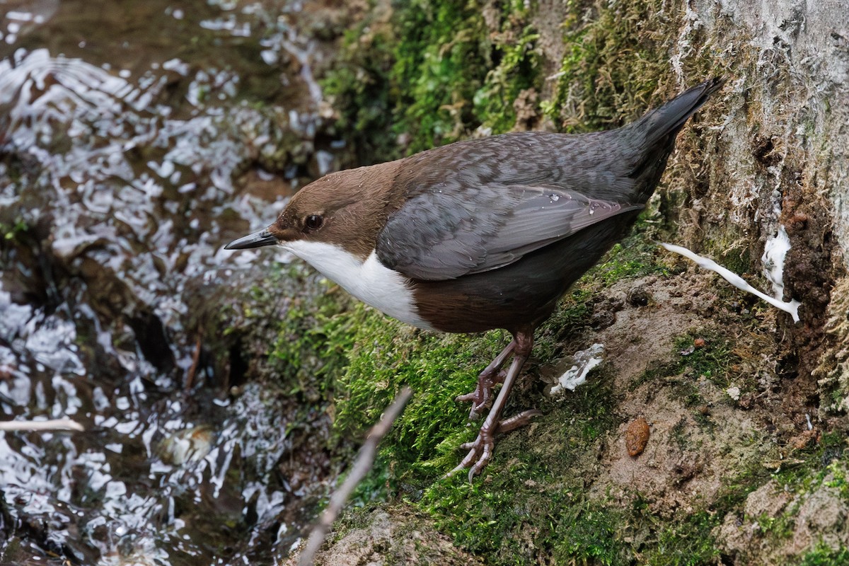 White-throated Dipper - Lutz Duerselen