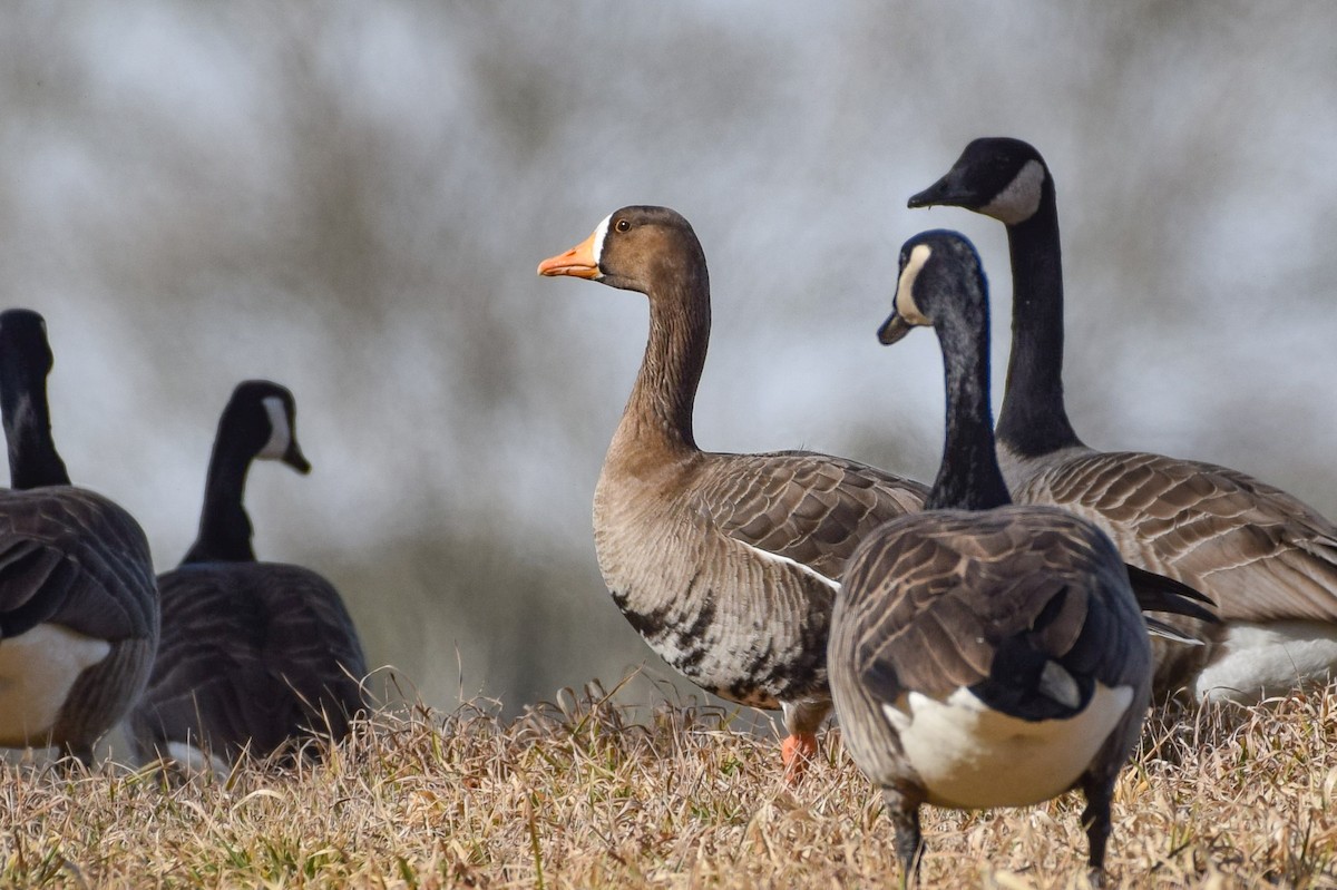 Greater White-fronted Goose - ML614740615