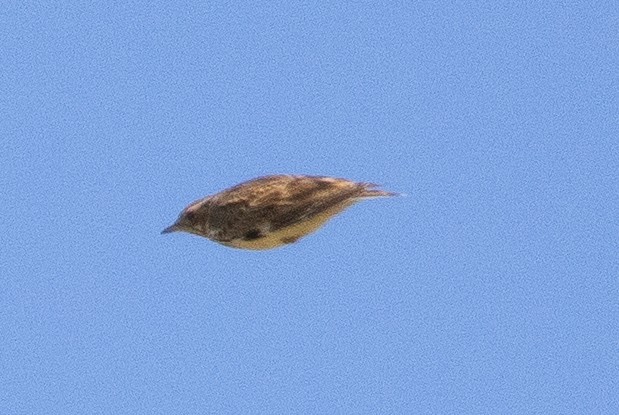 Wood Lark - ML614740620