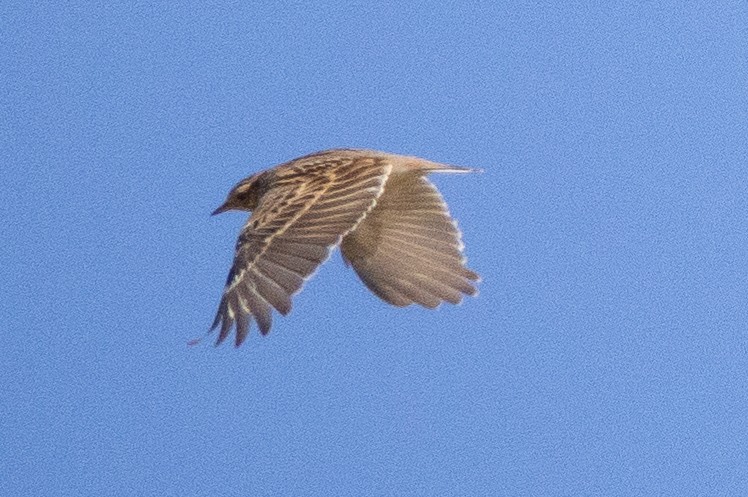 Wood Lark - ML614740621