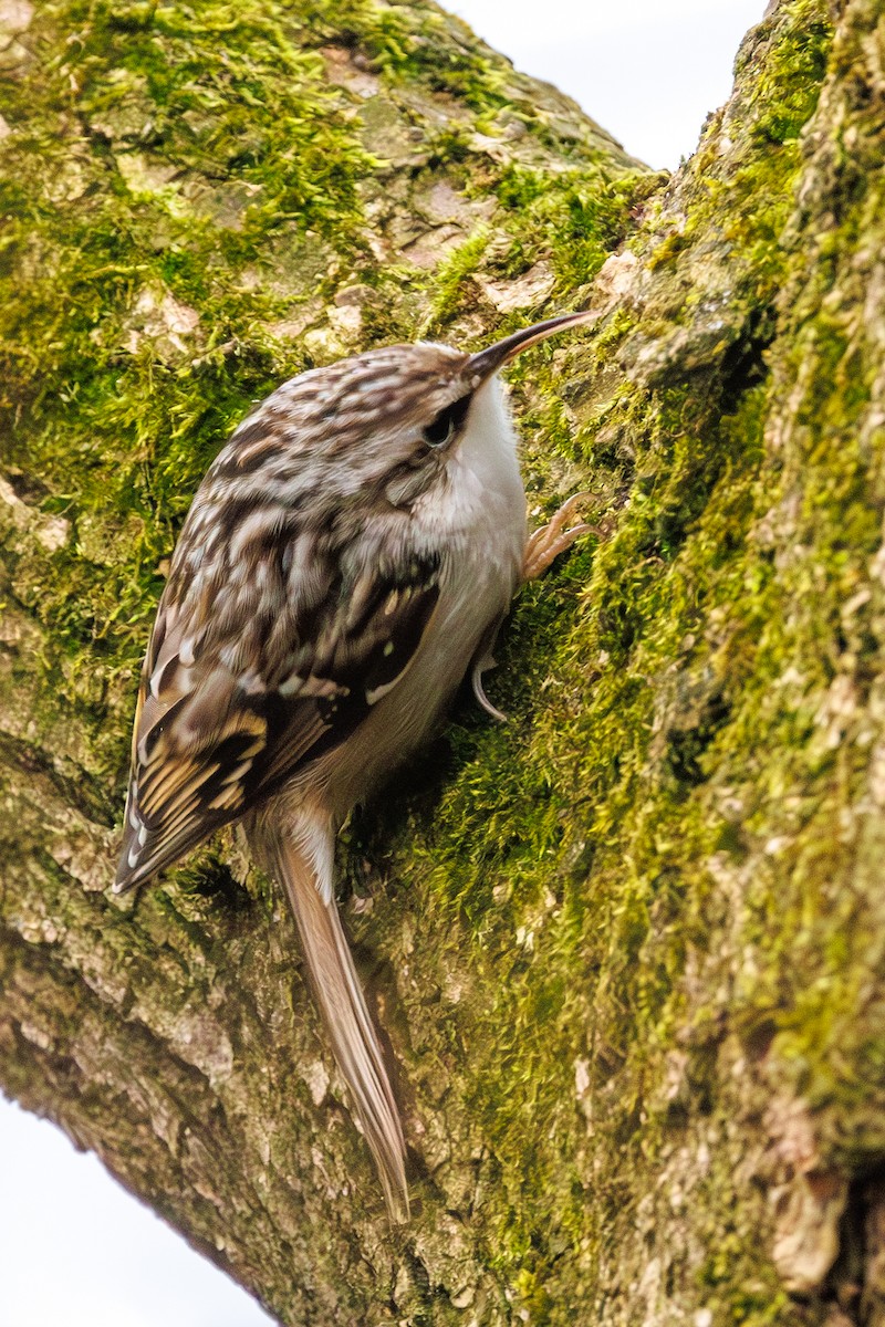 Short-toed Treecreeper - Lutz Duerselen