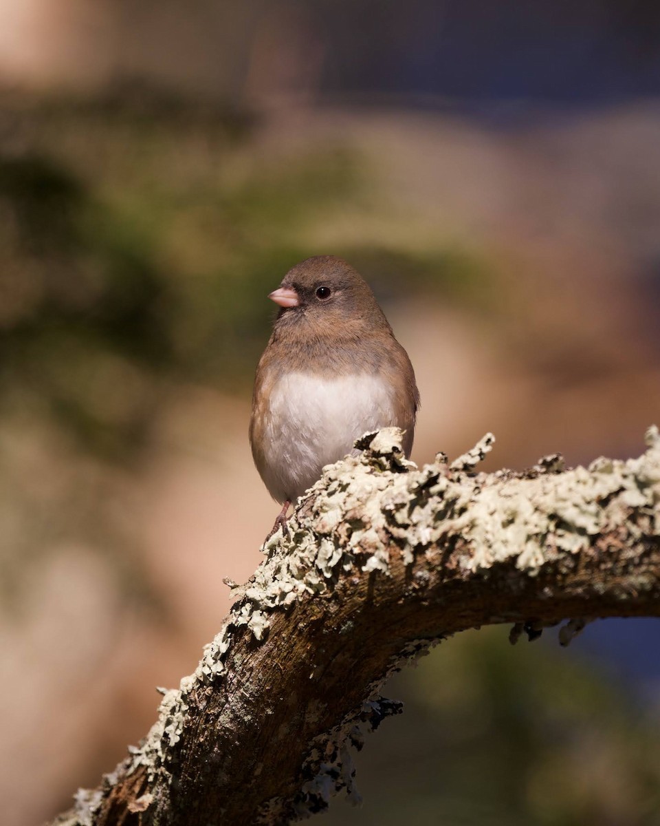 Dark-eyed Junco - Nick Hawvermale