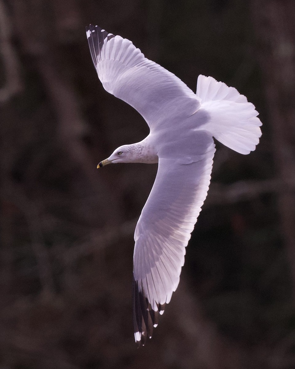 Ring-billed Gull - Nick Hawvermale