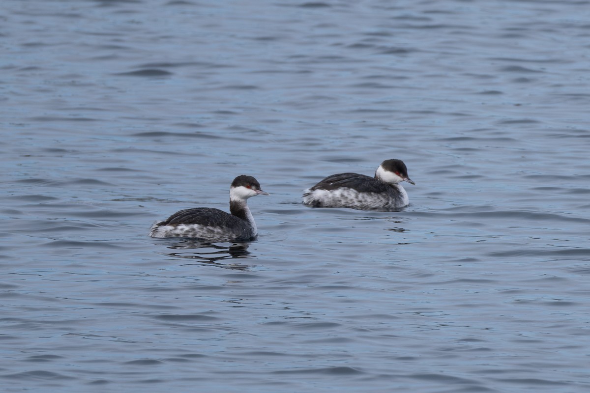 Horned Grebe - ML614740711