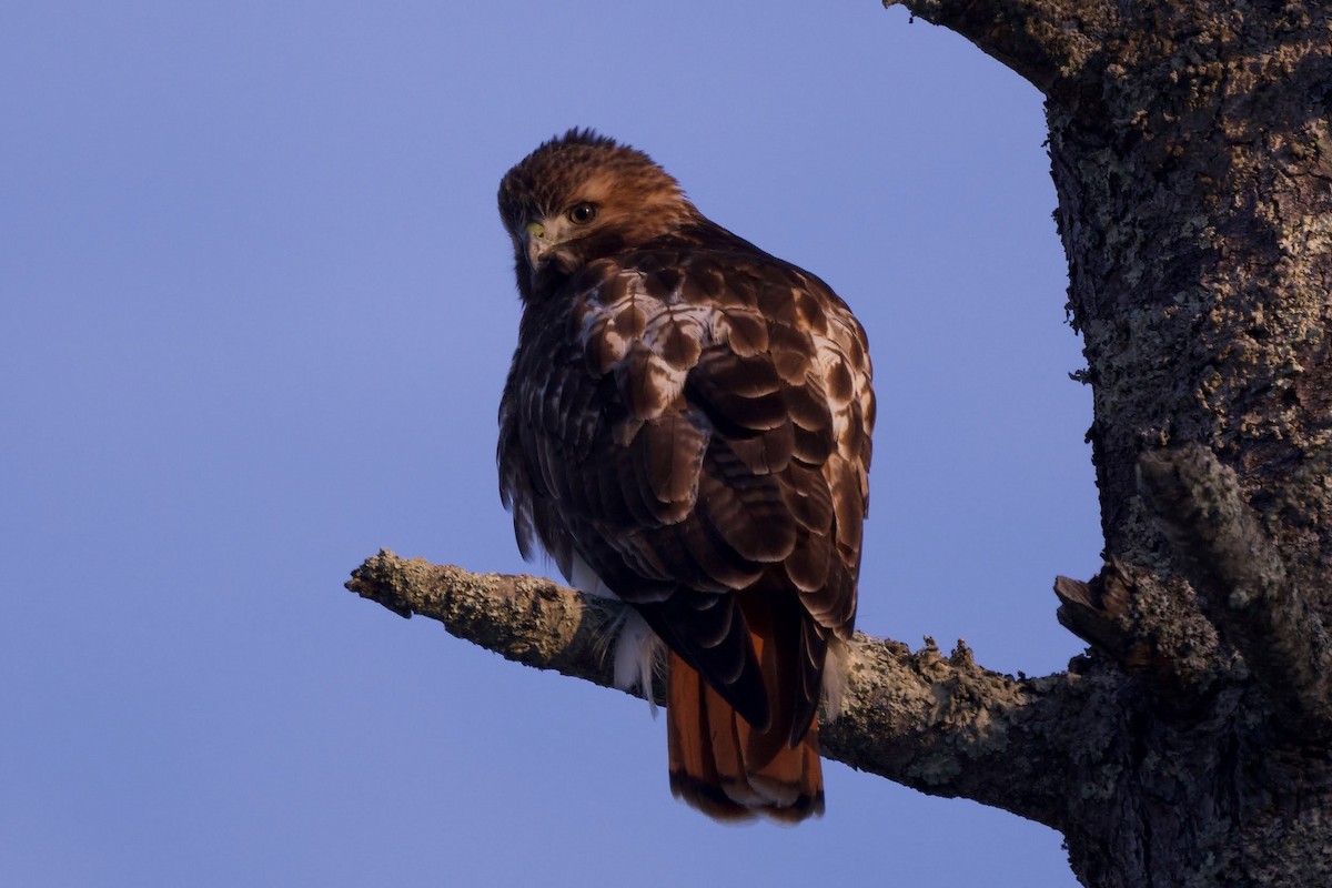 Red-tailed Hawk - Nick Hawvermale