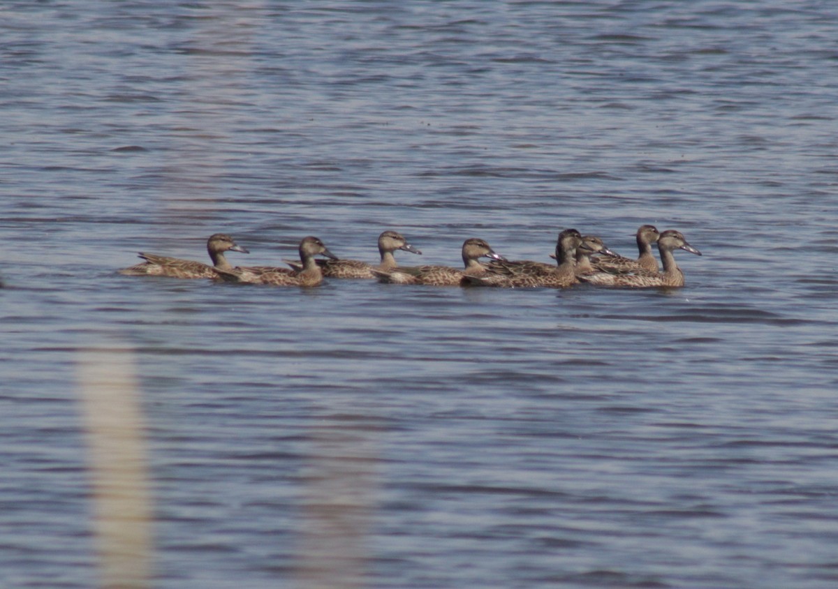 Blue-winged Teal - ML614740730