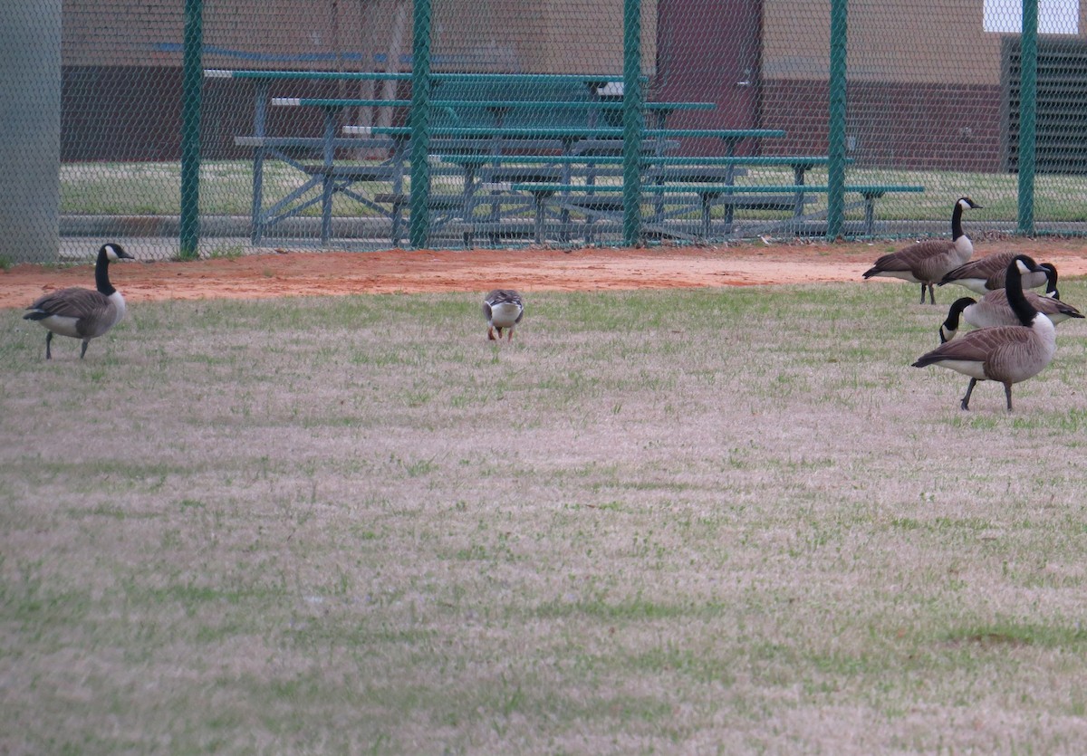 Манхин галуу - ML614740777