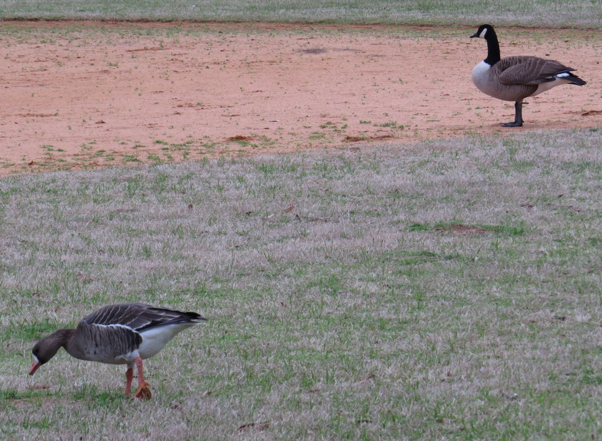 Манхин галуу - ML614740779