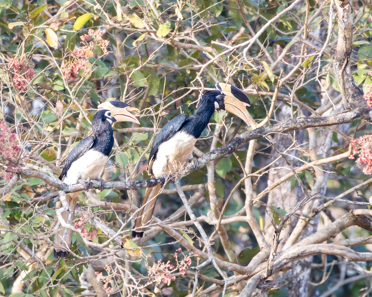 Malabar Pied-Hornbill - ML614740830