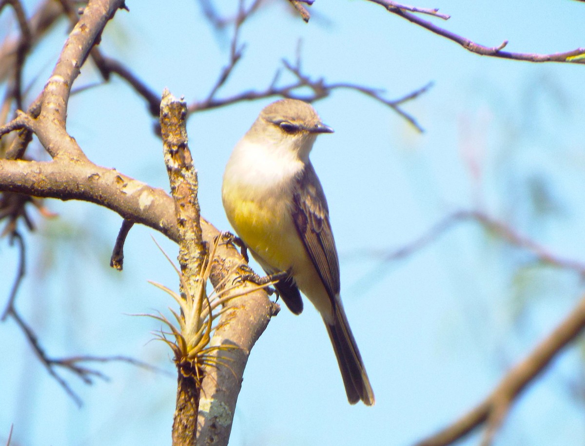 Suiriri Flycatcher - ML614740838