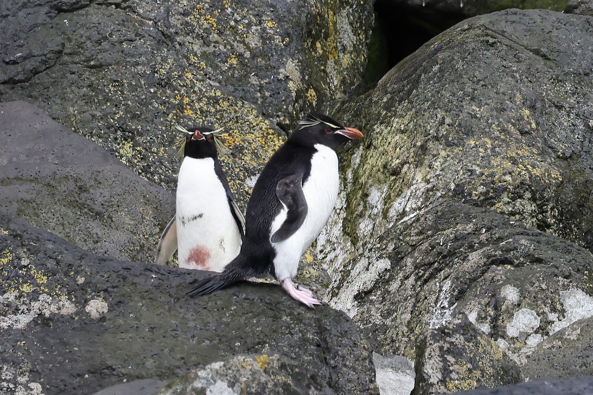 Southern Rockhopper Penguin - Roksana and Terry