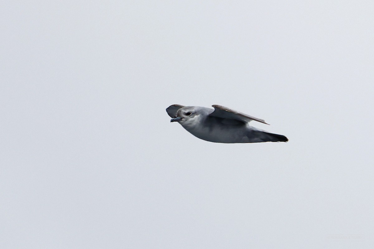 Fulmar Prion - ML614740973