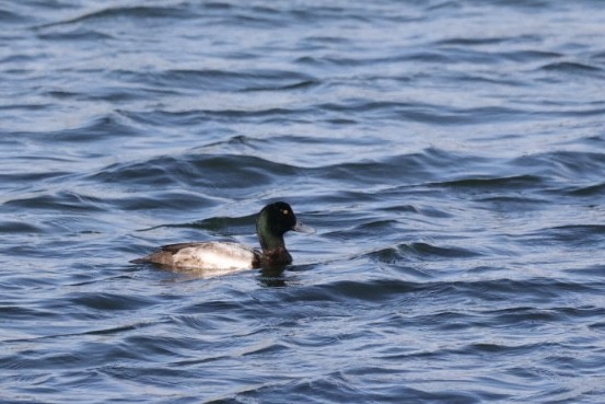 Greater Scaup - ML614741022
