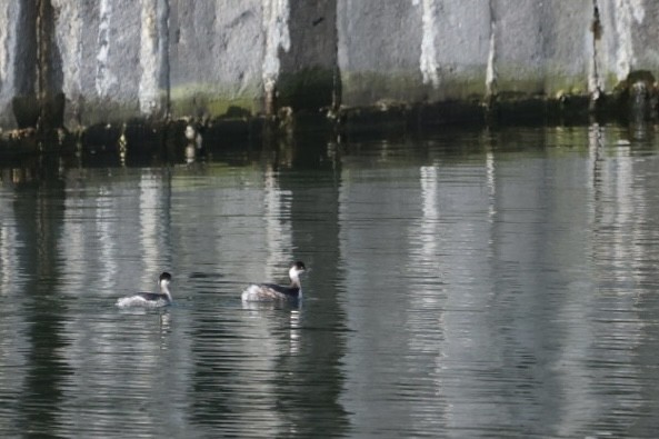 Eared Grebe - ML614741033