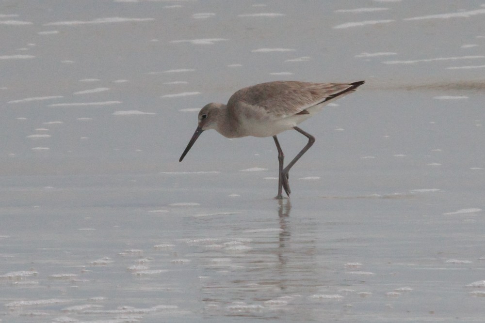 Willet - ML614741093