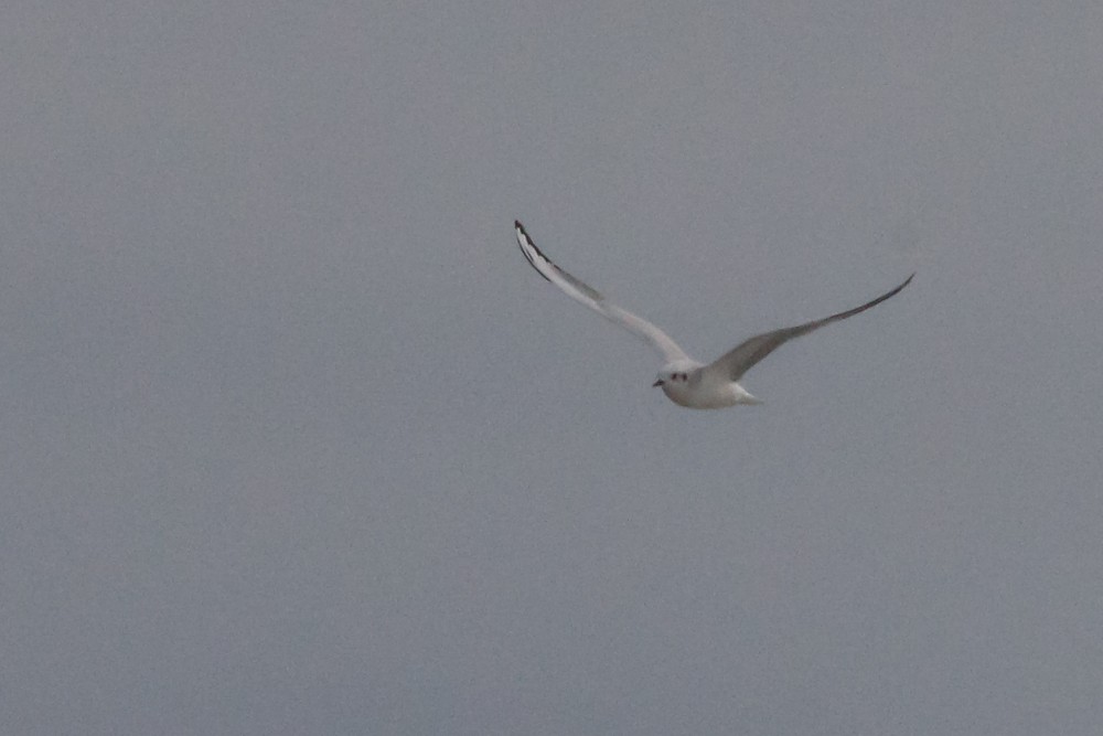 Bonaparte's Gull - ML614741102