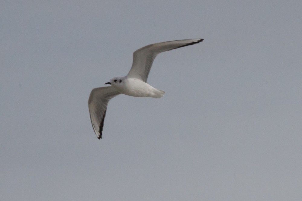 Bonaparte's Gull - ML614741103