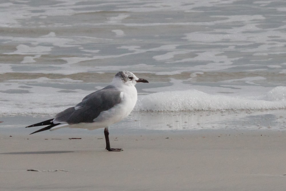 Laughing Gull - ML614741119