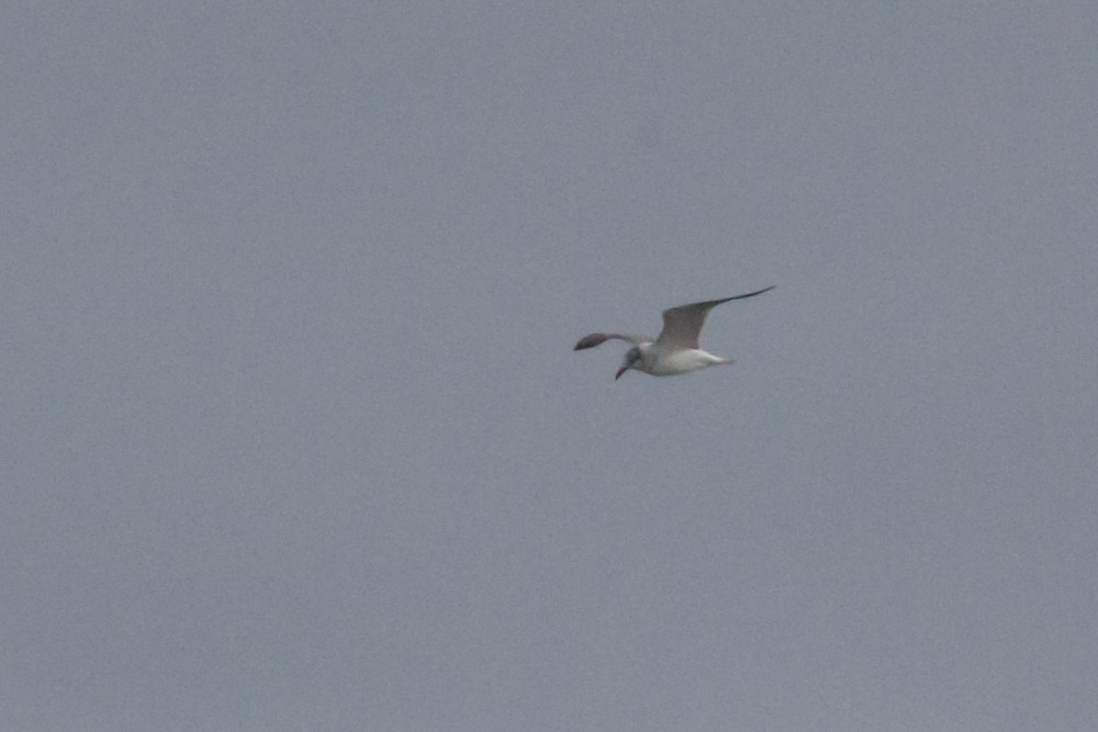 Laughing Gull - ML614741120