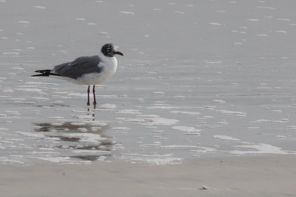 Laughing Gull - ML614741121