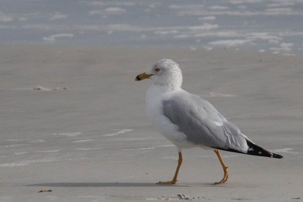 Ring-billed Gull - ML614741128