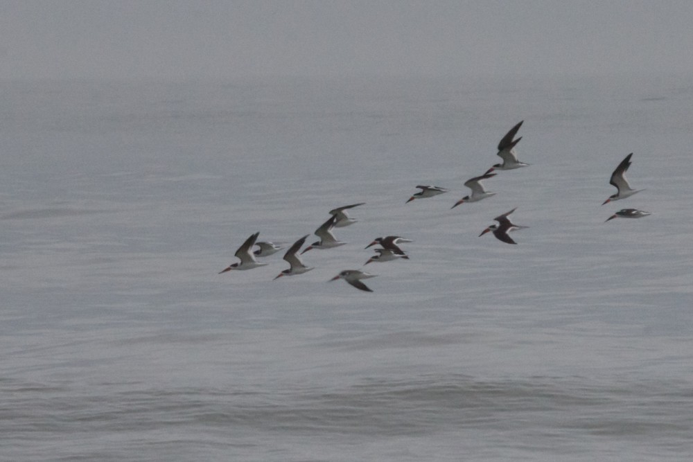 Black Skimmer - ML614741144