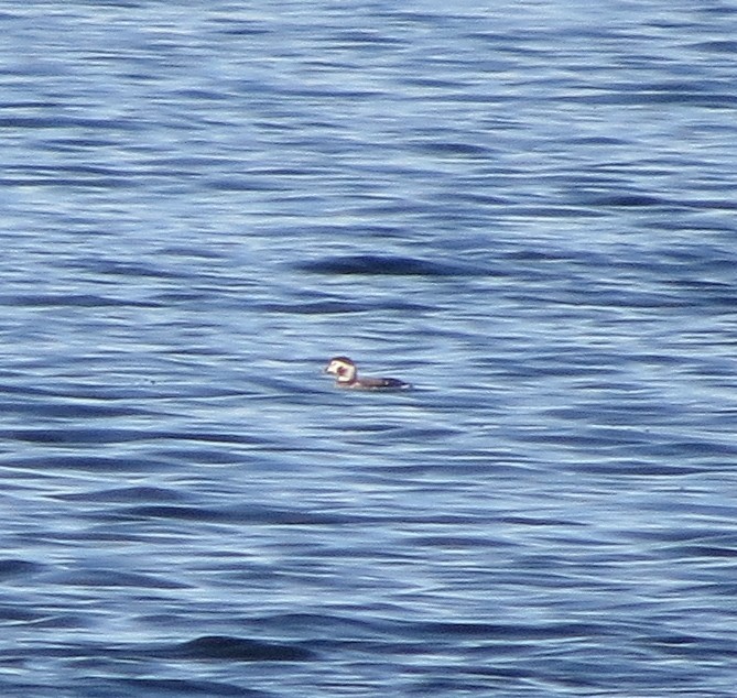 Long-tailed Duck - Iain MacLeod