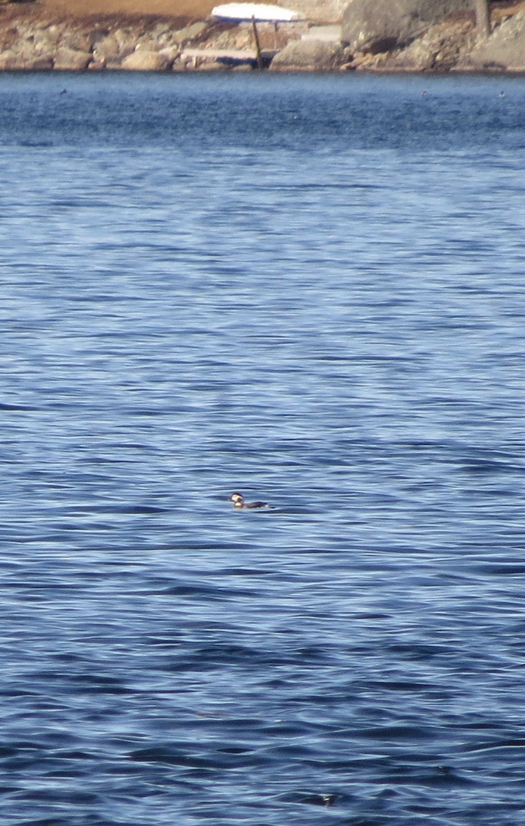Long-tailed Duck - Iain MacLeod