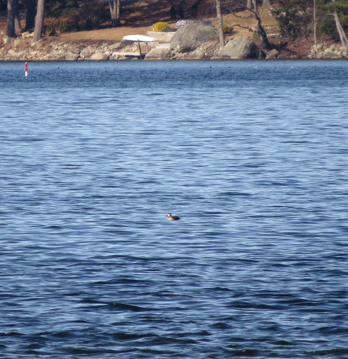 Long-tailed Duck - ML614741151