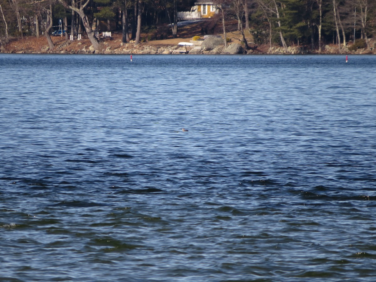 Long-tailed Duck - Iain MacLeod