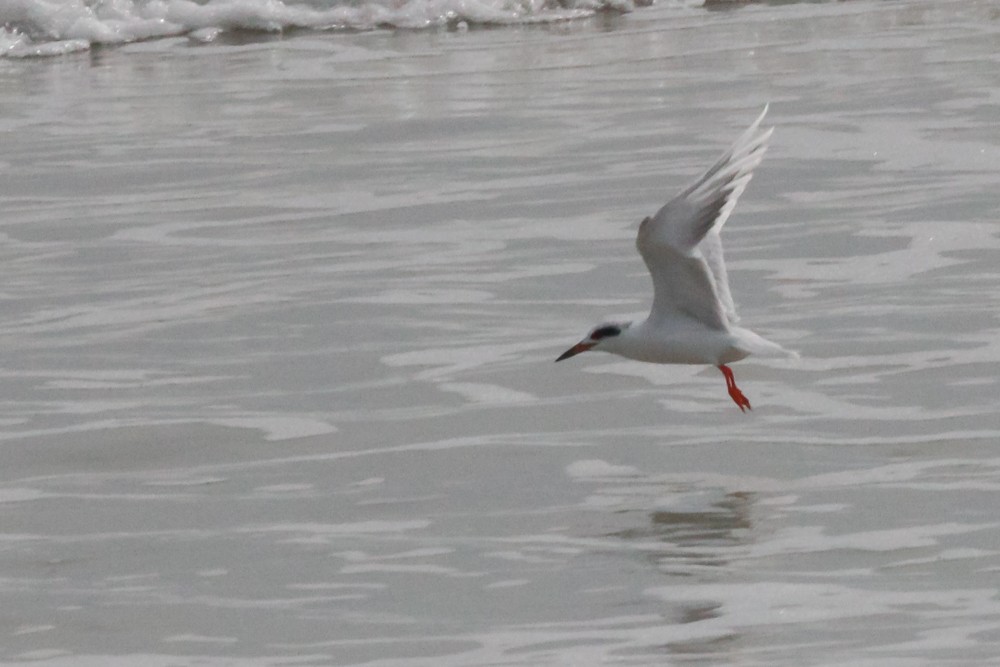 Forster's Tern - ML614741163