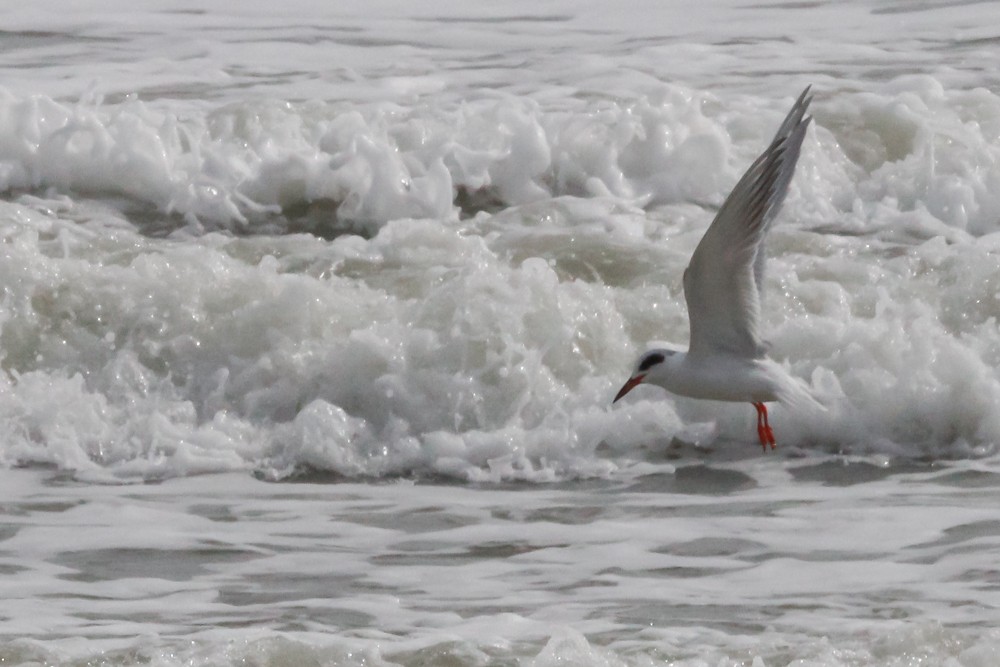 Forster's Tern - ML614741164