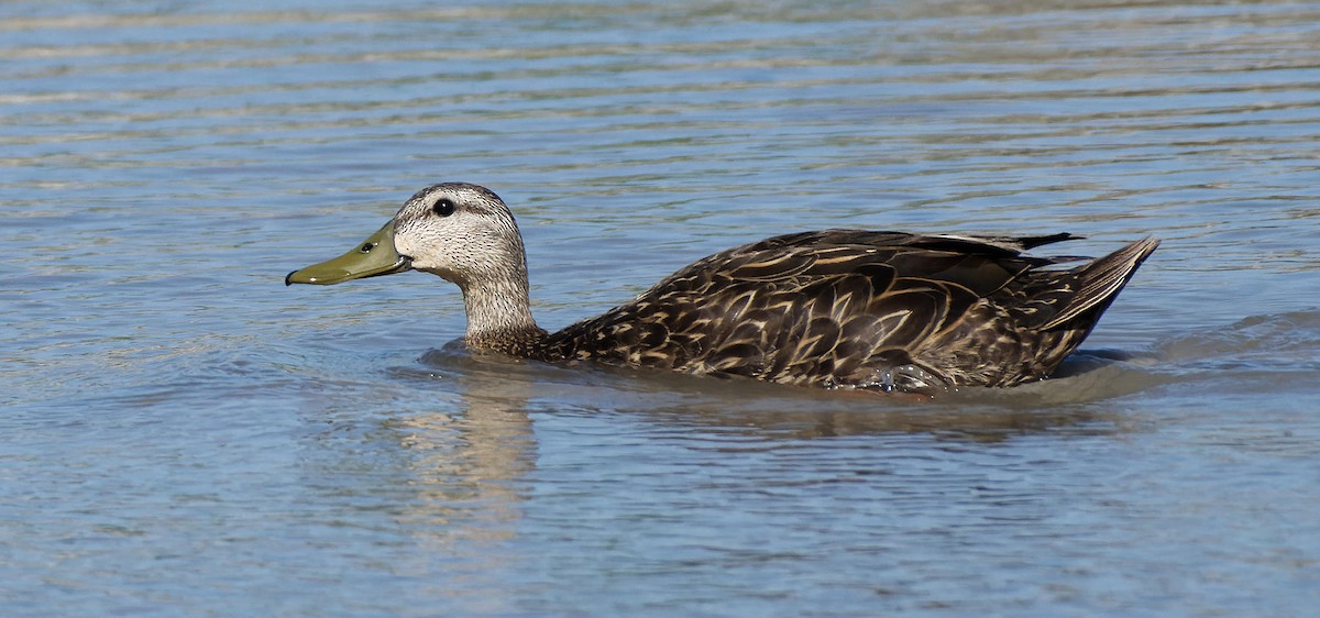 Mottled Duck - ML614741238