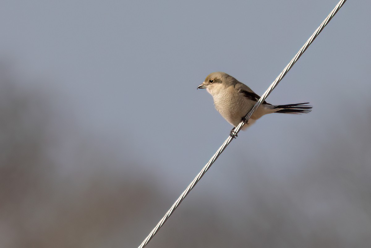 Northern Shrike - Greg Bodker