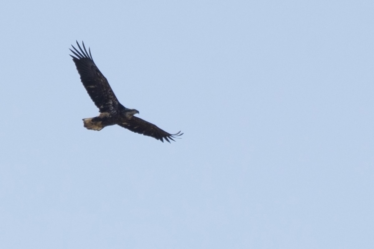 Bald Eagle - ML614741498