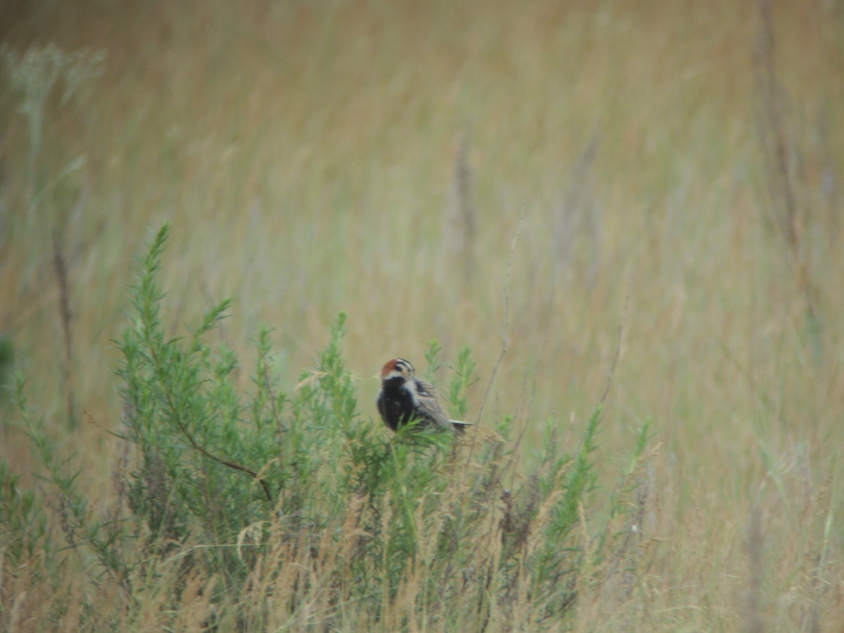 Chestnut-collared Longspur - ML614741499