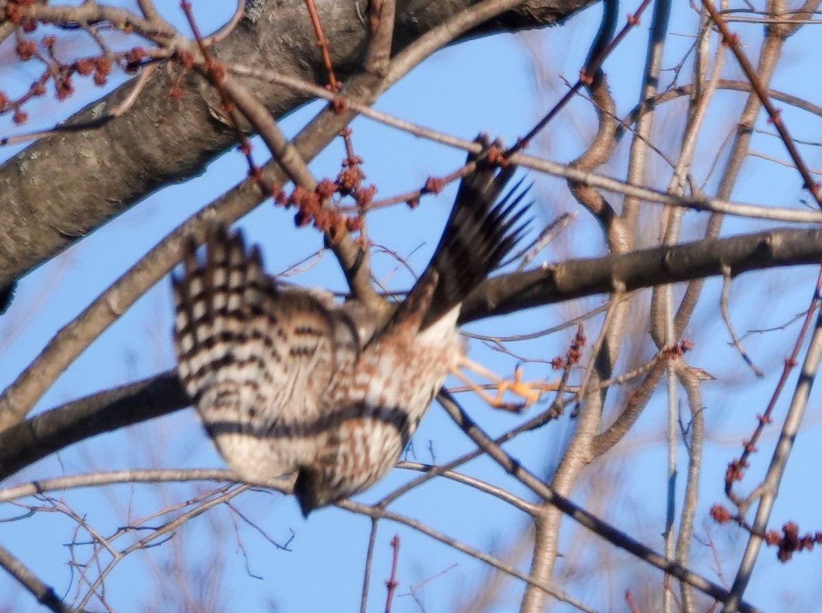 Sharp-shinned Hawk - Cathy Wennerth