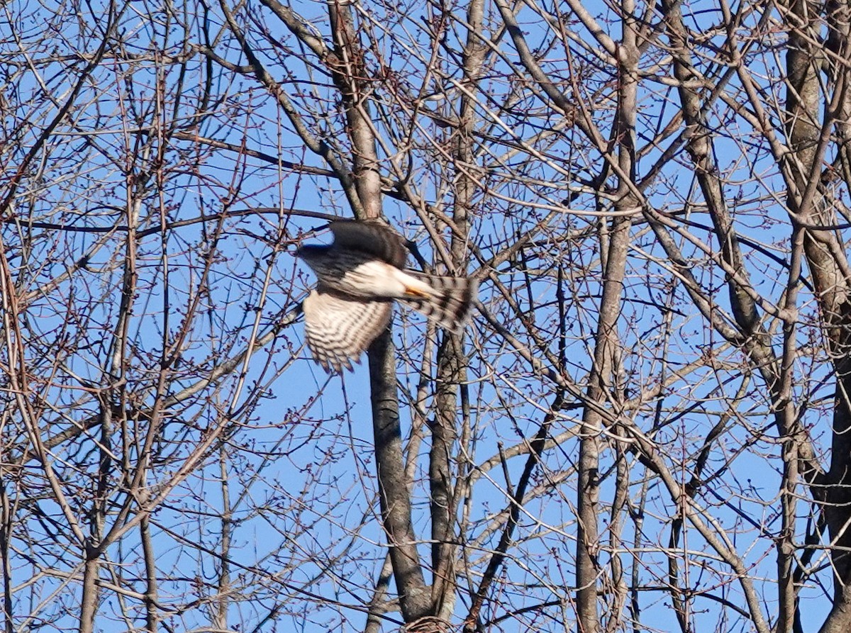 Sharp-shinned Hawk - Cathy Wennerth