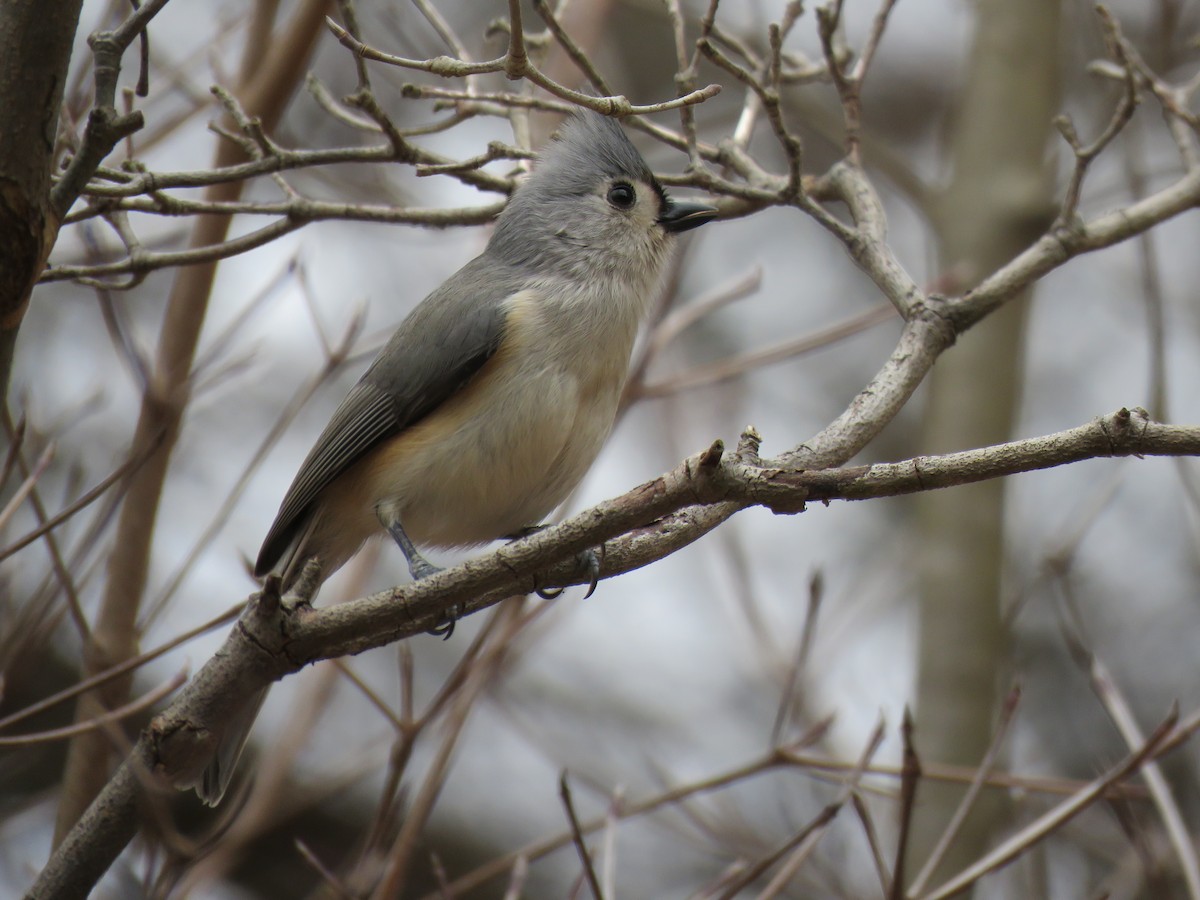 Tufted Titmouse - ML614741528