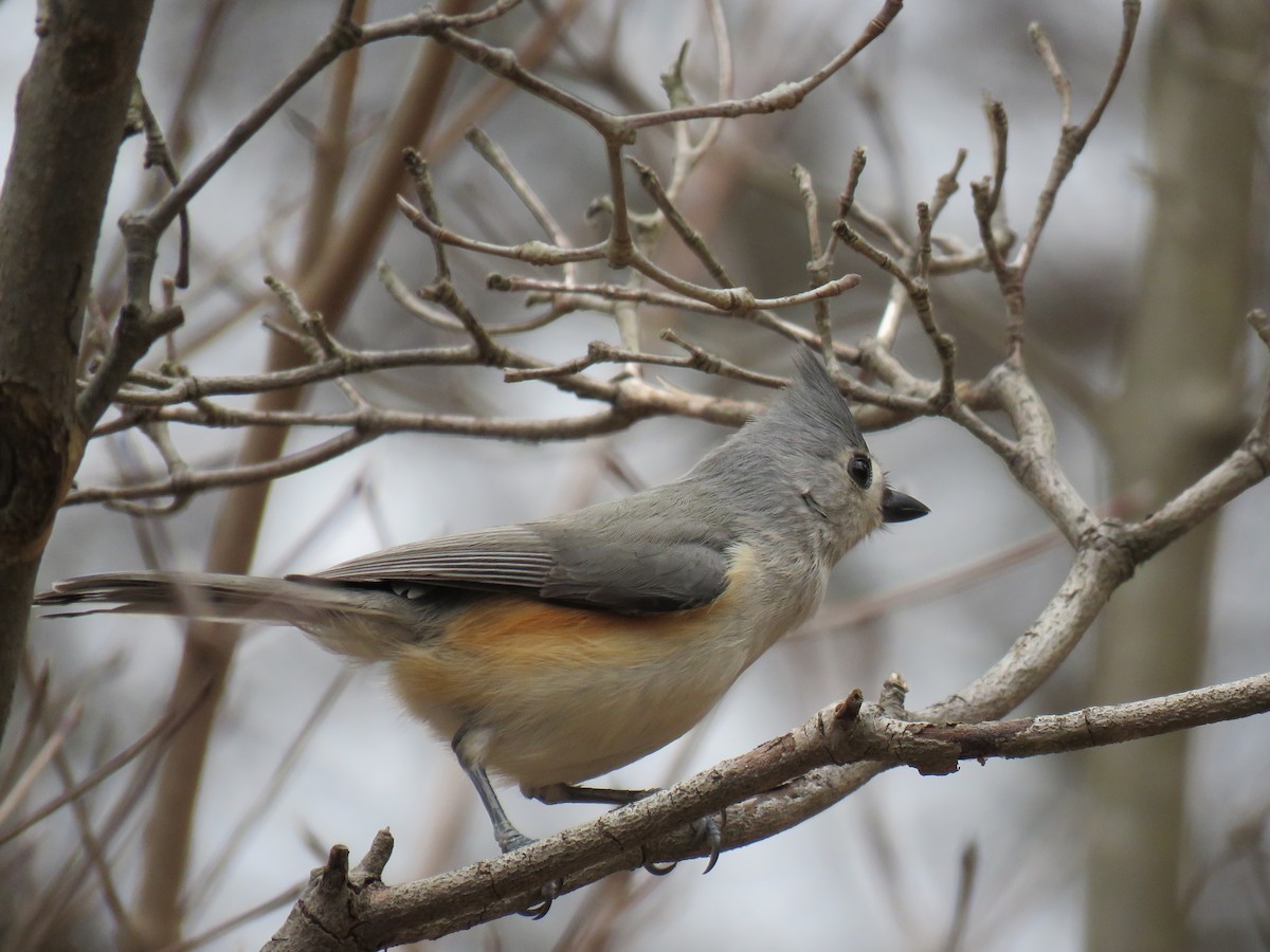 Tufted Titmouse - ML614741529