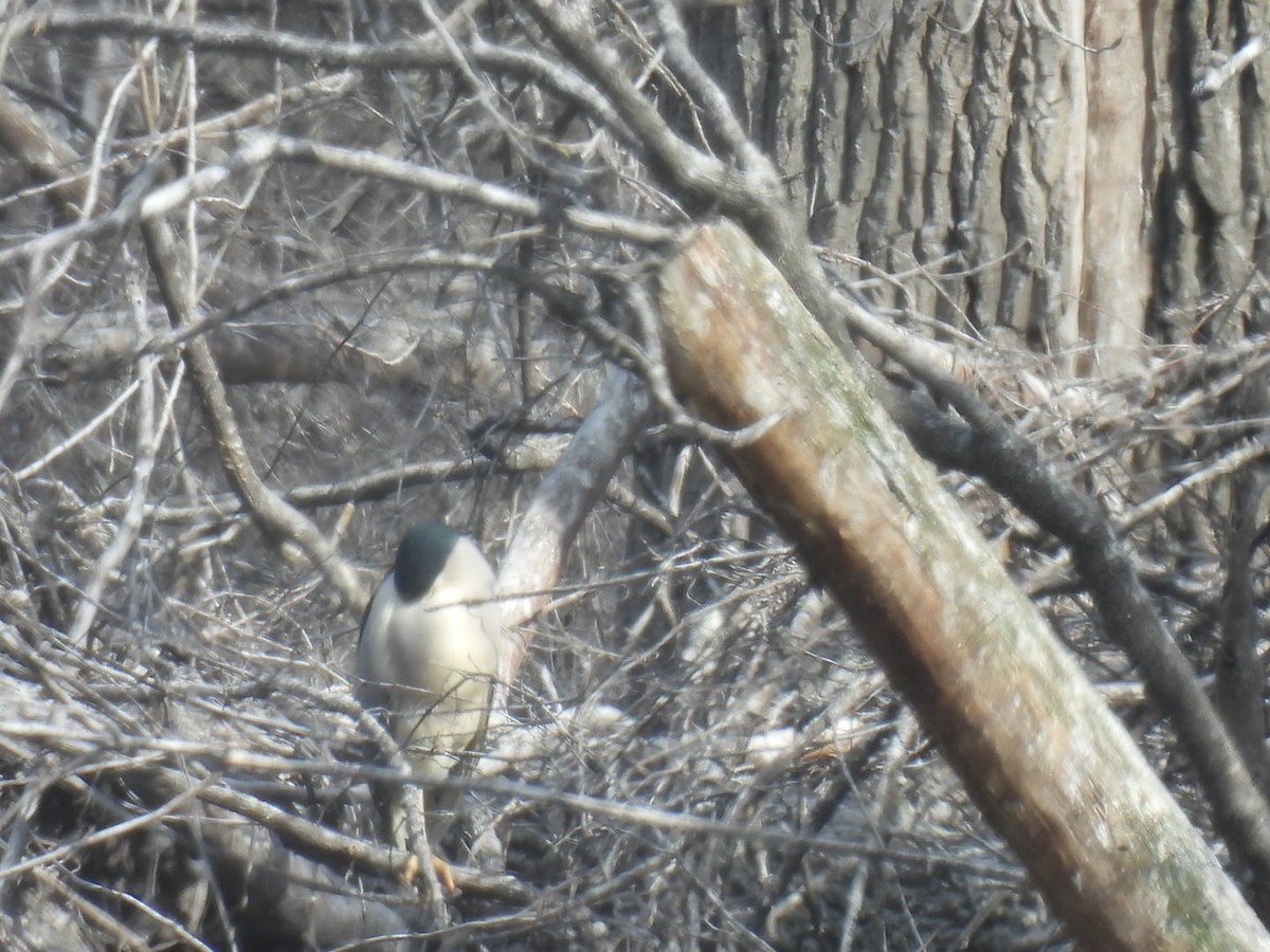 Black-crowned Night Heron - ML614741534