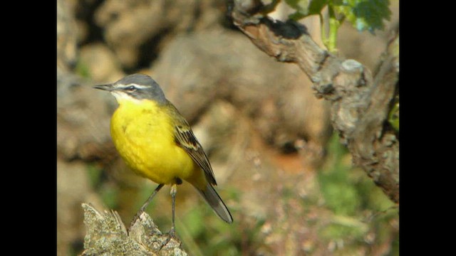 Western Yellow Wagtail (flava/beema) - ML614741536