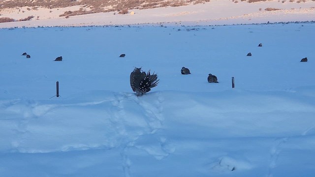 Greater Sage-Grouse - ML614741538